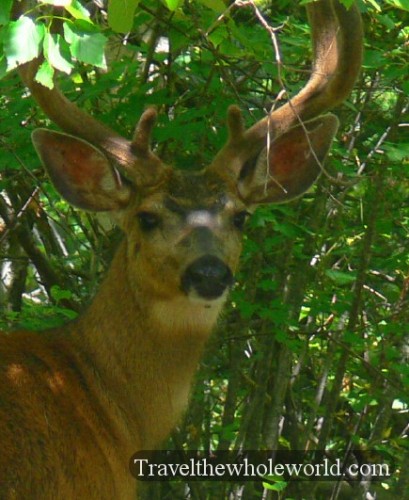 Canada Young Buck