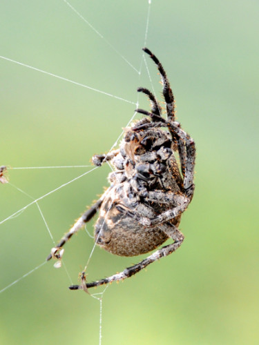 China Great Wall Spider