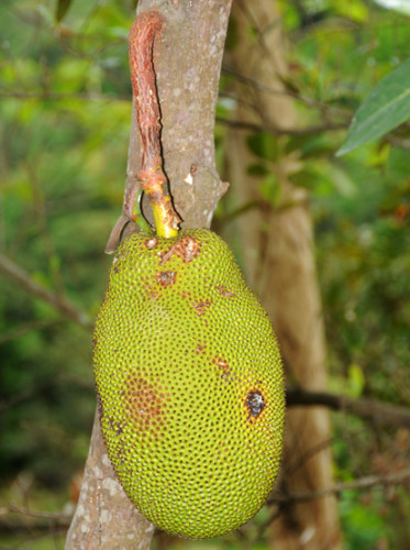 East Timor Dare Fruit