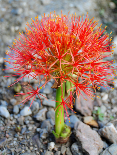 East Timor Dare Plant