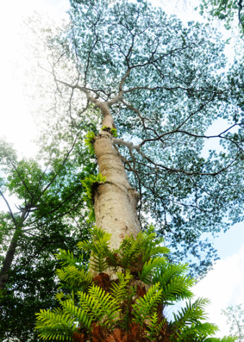 East Timor Giant Tree