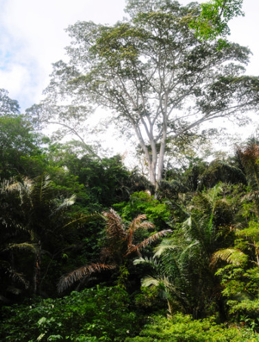 East Timor Jungle