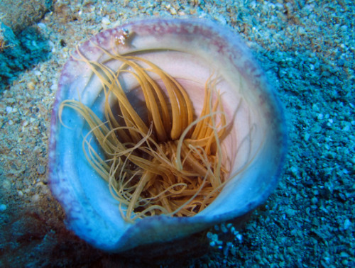 East Timor Scuba Diving Clam