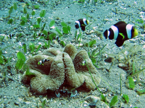 East Timor Diving Clown Fish