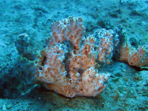 East Timor Diving Red Coral