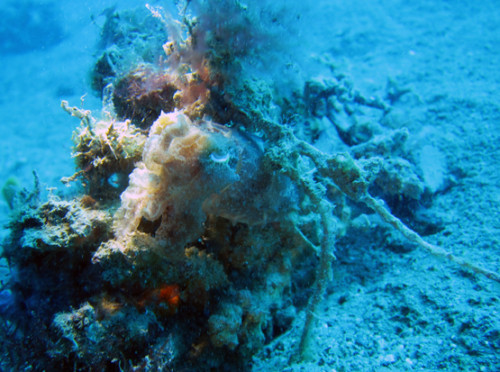 East Timor Diving Cuttlefish