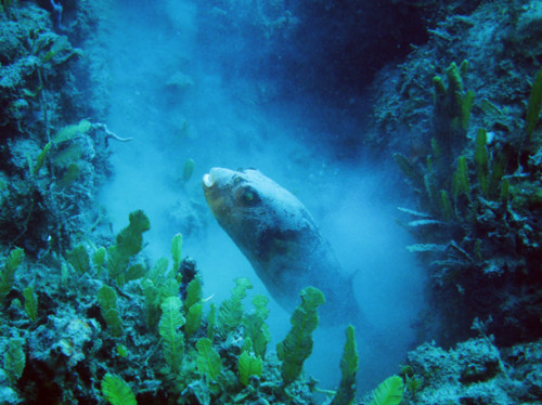 East Timor Scuba Diving Fish Dust