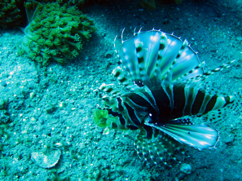 East Timor Scuba Diving Lion Fish