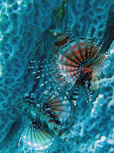 East Timor Scuba Diving Lion Fish Coral