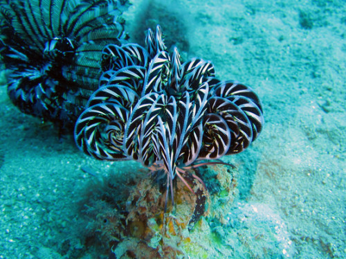 East Timor Diving Plant