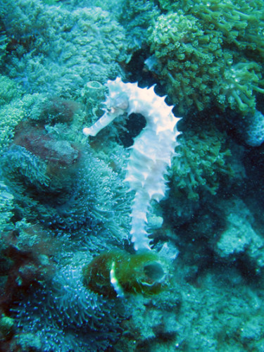 East Timor Scuba Diving Sea Horse