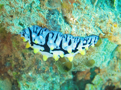 East Timor Scuba Diving Sea Slug