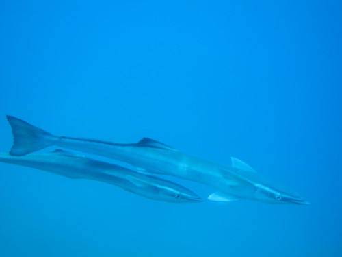 East Timor Diving Suckers