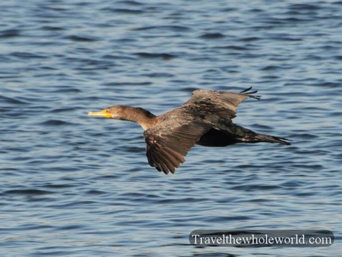 Florida Cormorant