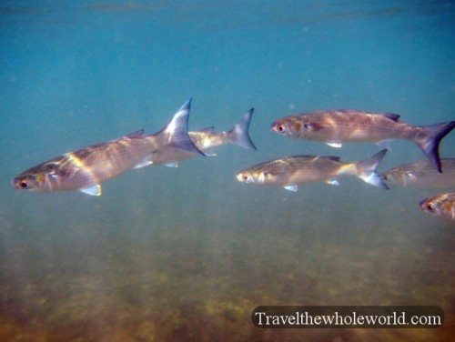Florida Fish