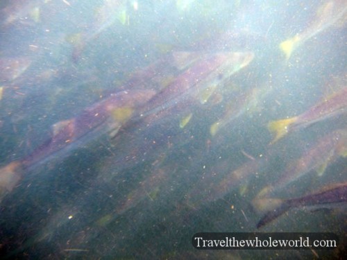 Florida School of Fish