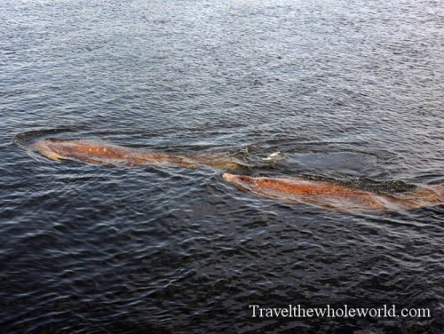 Florida Manatee