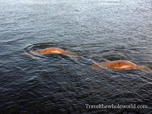 Florida Manatee
