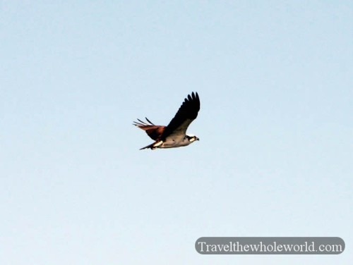 Florida Osprey