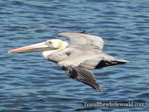 Pelican