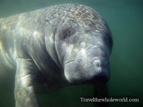 Manatee