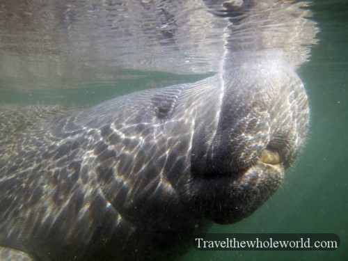 Florida Manatee Breathing
