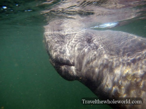 Manatee Breathing