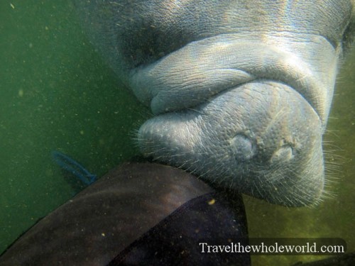 Manatee Playing