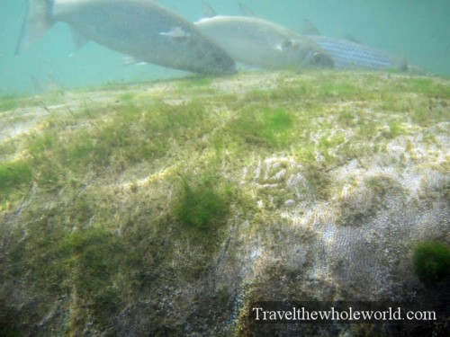 Fish Eating off a Manatee