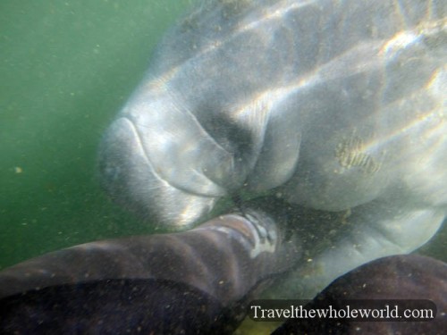 Affectionate Manatee