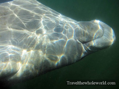 Manatee Swimming Upside Down