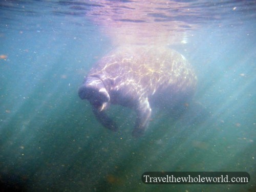 Florida Manatee