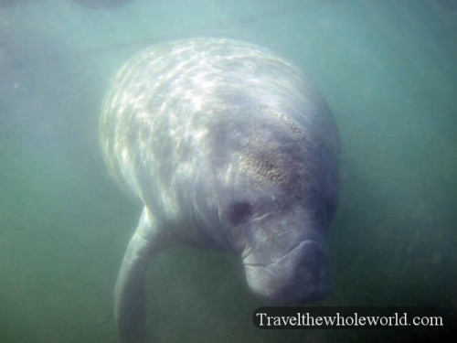 Florida-Manatee13