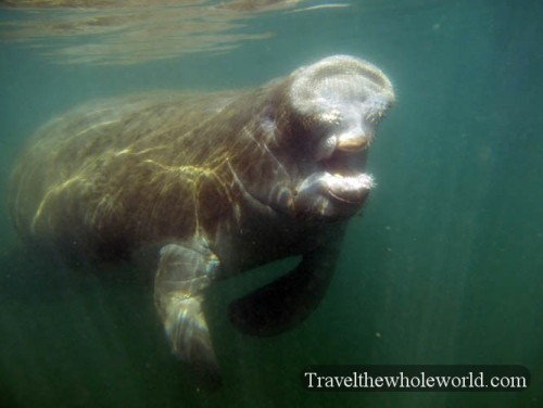 West Indies Manatee