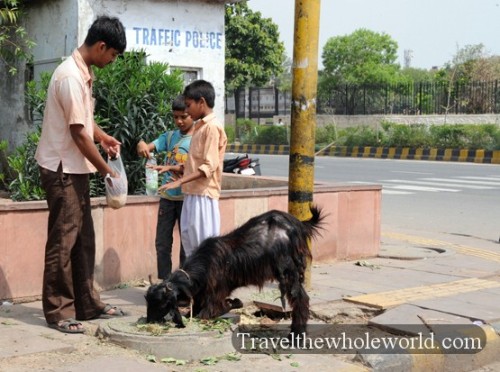 India New Delhi Goats