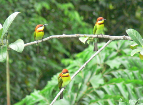 Malaysia Birds