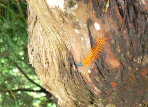 Malaysia Millipede
