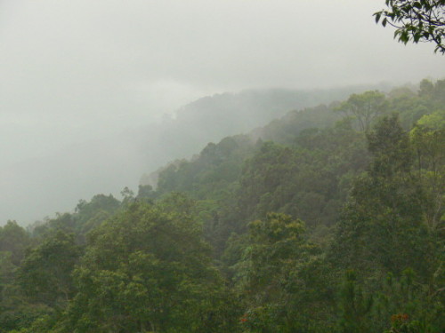 Malaysia Rainforest