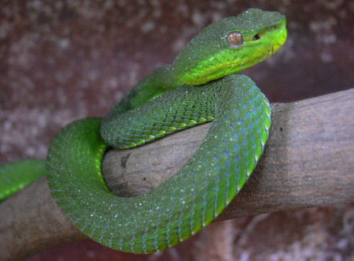 Malaysia Snake Temple Viper