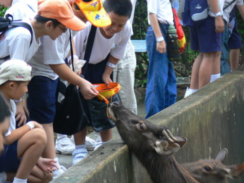 Malaysia Zoo Feeding