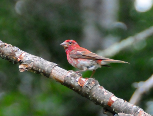Minnesota Bird Sparrow