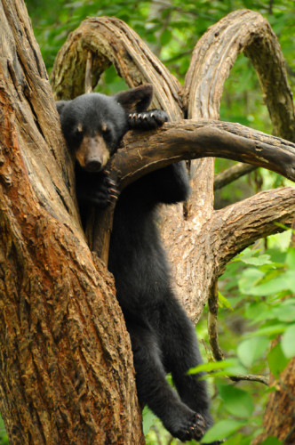 Minnesota Superior Forest Bear Sleeping