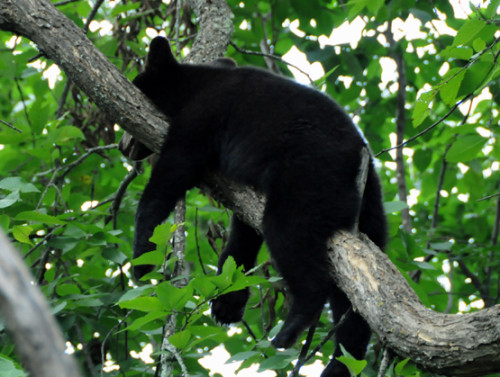 Minnesota Superior Forest Bear Sleeping