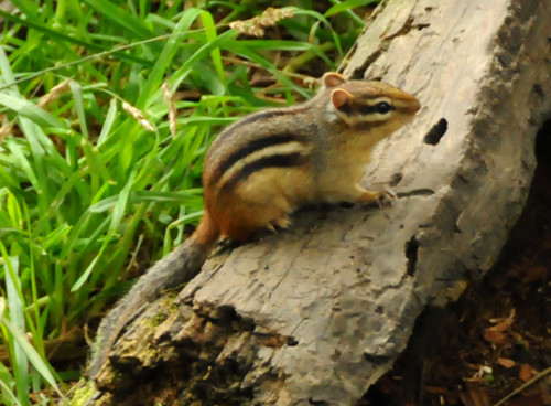 Minnesota Superior Forest Chipmunk