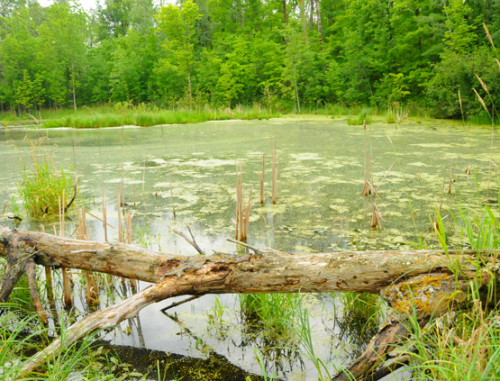 Minnesota Superior Forest Pond