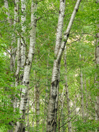 Minnesota-Superior-Forest-Trees