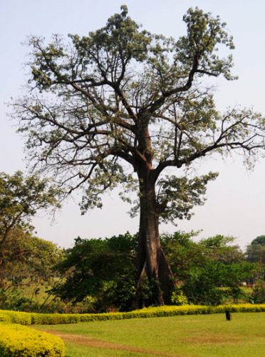 Nigeria Abuja Millenium Park Tree