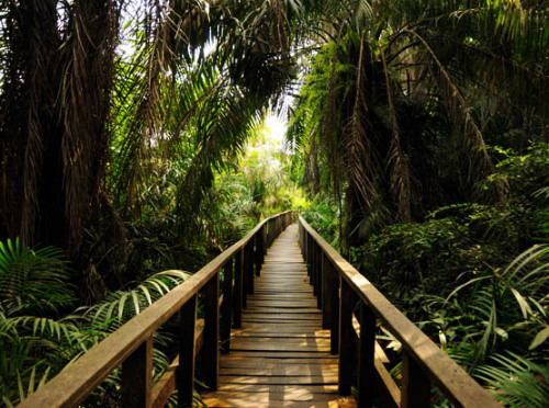 Nigeria Lekki Conservation Boardwalk