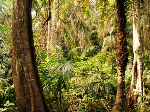 Nigeria Lekki Conservation Jungle