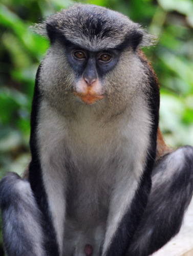 Nigeria Lekki Conservation Monkey